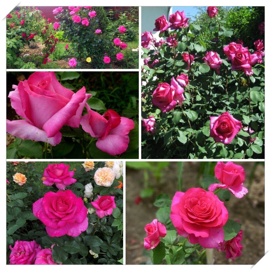 Parole róża wielkokwiatowa